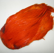 ������ ������ indian cape orange